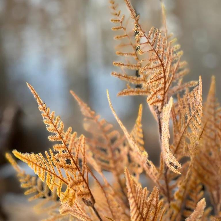 Artificial Fernbank Bush 19" Sandalwood. Fall Faux Greenery. Fall Wreath Supplies. Asparagus Fern. High Quality Foliage. Fall Stems.