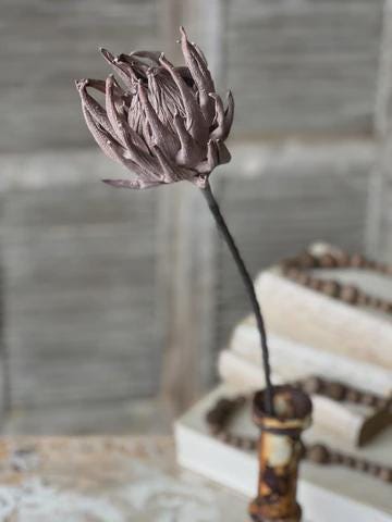 Fall Protea | Sceptor Protea Stem | Greige