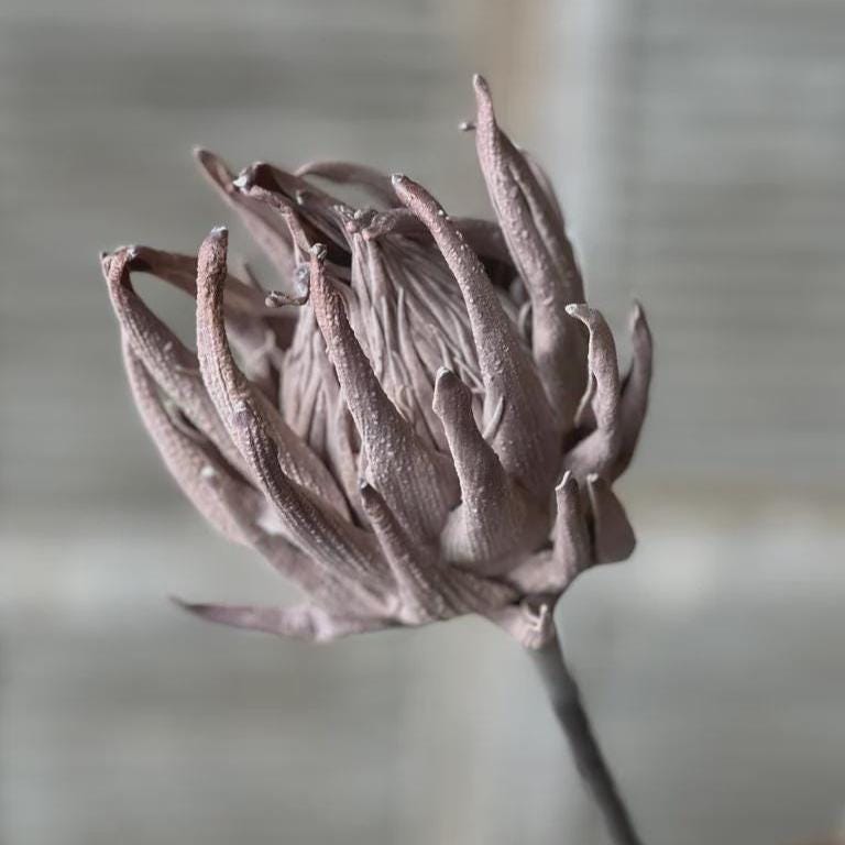 Fall Protea | Sceptor Protea Stem | Fall Floral Stem | Focus Floral | High Quality Faux Protea | Gray Artificial Protea | Greige